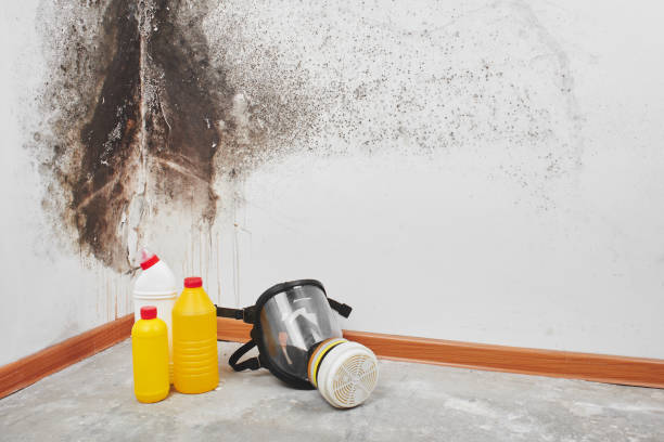 Mold Removal and Inspection in Dexter, OR