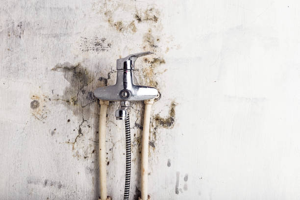 Best Mold Removal Near Me  in Dexter, OR
