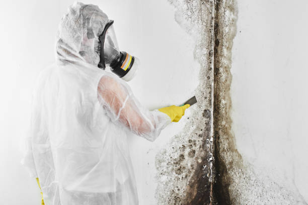 Best Emergency Mold Removal  in Dexter, OR