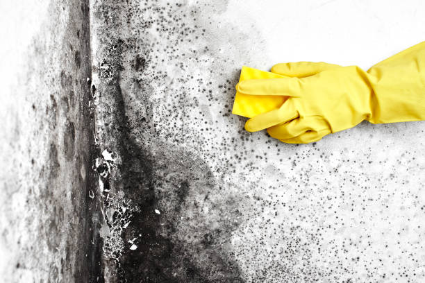 Best Fast Mold Removal  in Dexter, OR