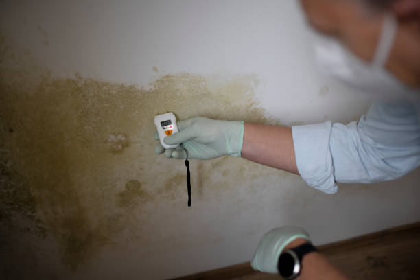 Best Mold Damage Repair  in Dexter, OR