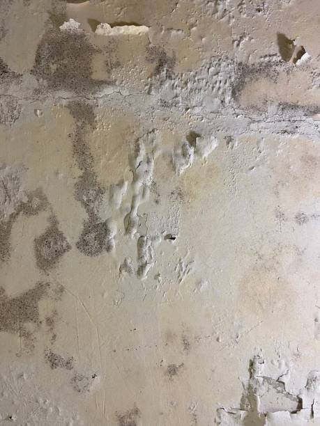 Attic Mold Removal in Dexter, OR